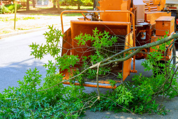 Reliable Onarga, IL Tree Removal Solutions