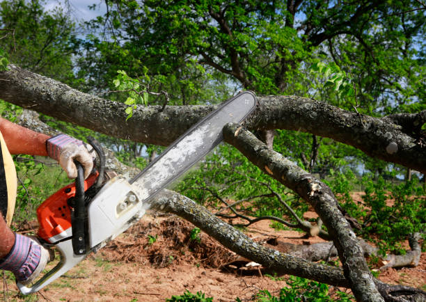 Best Tree Disease Treatment  in Onarga, IL